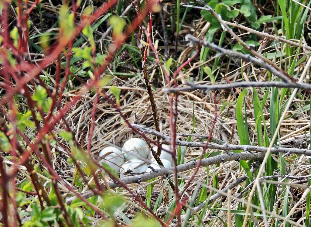 Northern Harrier Nest with eggs - May 25 by Robert Pruner is licensed under CC BY-NC-ND 2.0.